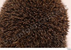  Hedgehog - Erinaceus europaeus # 3 